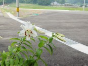 事務所の百合の花